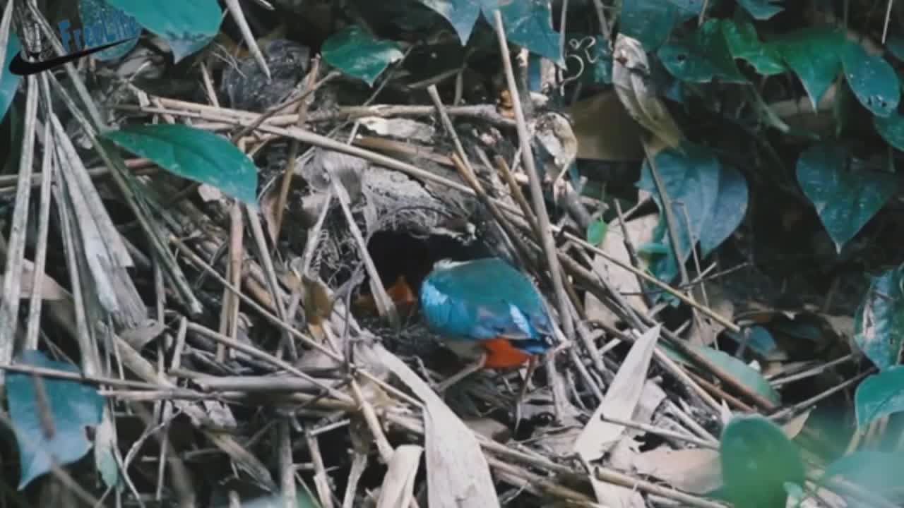 Beautiful wild birds The parent birds feeding their young