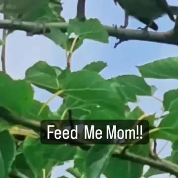 FEED ME MOM! I love wild life