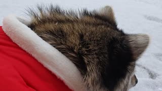 Raccoon steps in the first snow and goes back home because his feet are cold.