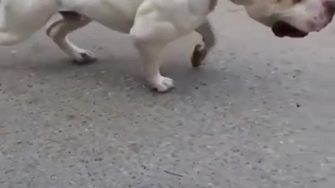 Pitfull dog