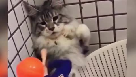 Funny pet videos 2021 Cute dogs and cats