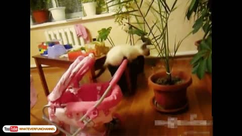 Funny cats videos