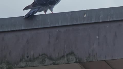 That how people get what they deserve #mockumentary #nature #wildlife