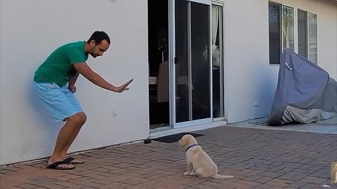 Dog trying video