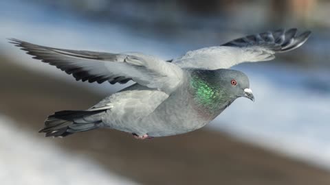 The Rock Dove/Feral Pigeon: Close Up HD Footage (Columba livia)