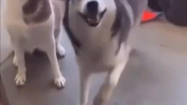 🐕🐕🐕🐶🐶Dancing Dog 🐶🐕🐕🐕