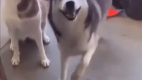 🐕🐕🐕🐶🐶Dancing Dog 🐶🐕🐕🐕