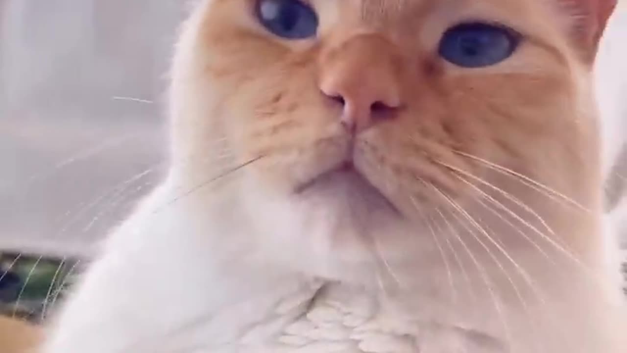 Funniest cats video😻😂