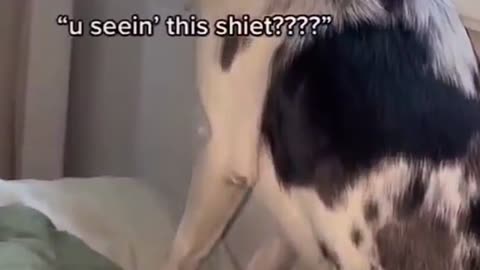 Dog see👀 Ghost👻|| Dog See ghost
