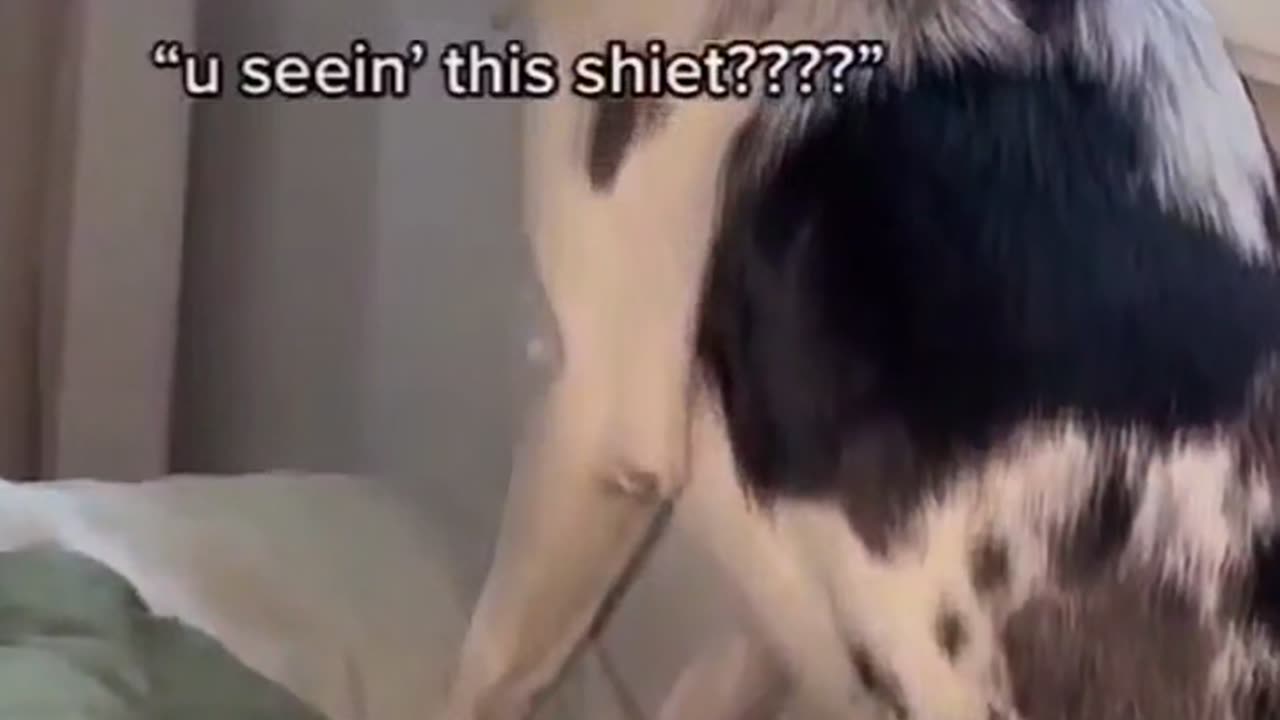 Dog see👀 Ghost👻|| Dog See ghost