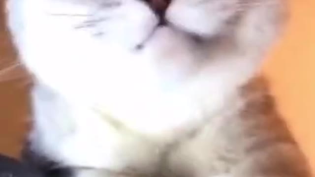 cute cat ,Funny Cats, Funniest Cats, Best Funny Cat Videos Of This Week #short 12