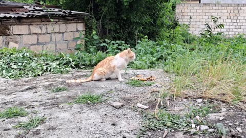 Yellow cute cat eating food (Hidden camera shot).