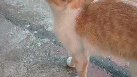 Cute cat