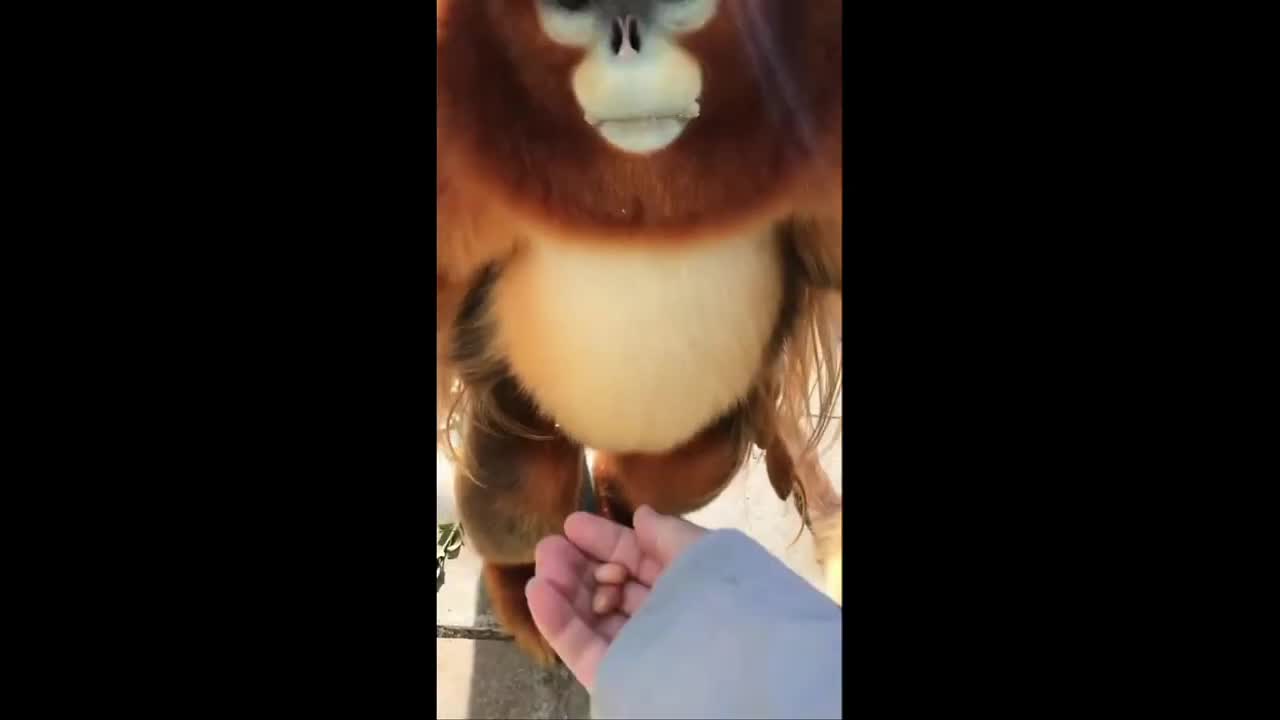 Fat monkey eating fruits