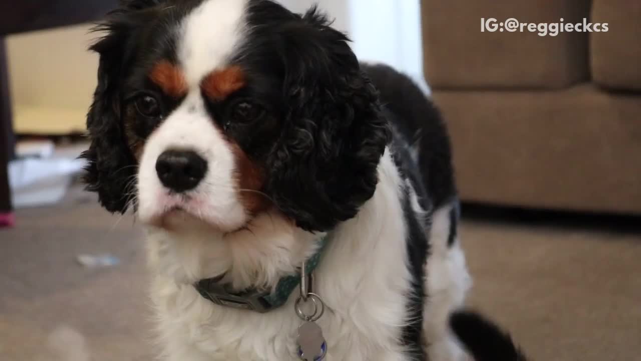 Brown dog starring cat walks next to him