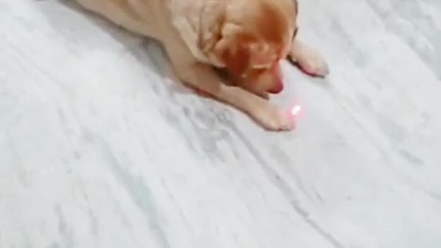 Cute Dog VS Laser Light || laser light vs dog😂🐕 | #shorts | comedy video