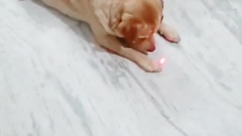 Cute Dog VS Laser Light || laser light vs dog😂🐕 | #shorts | comedy video