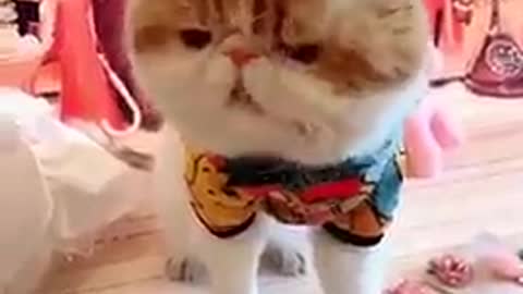 lovely cat, black cat,cats, funny cat's😻