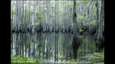 Swamp in "Gin Ichimaru"