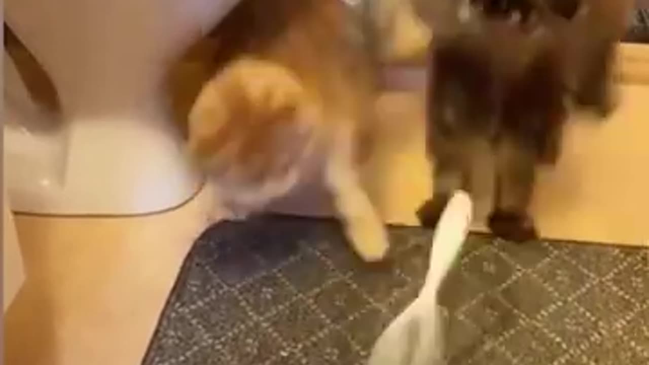 Funny animals videos