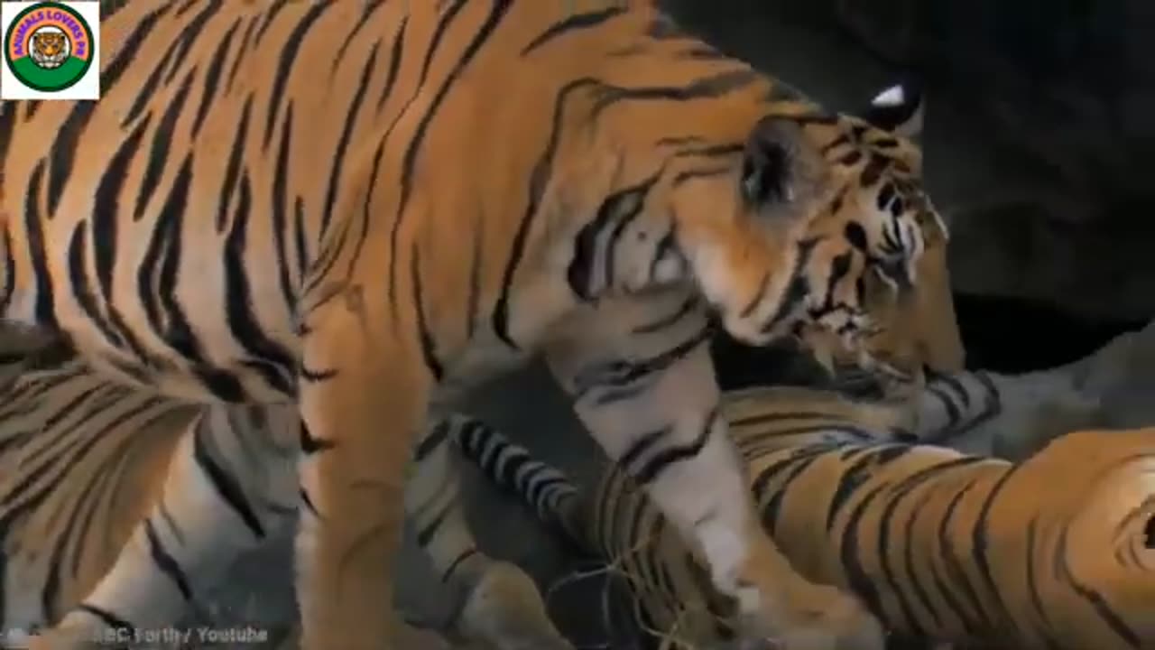 Animals_attack.Hyena_attack_tiger