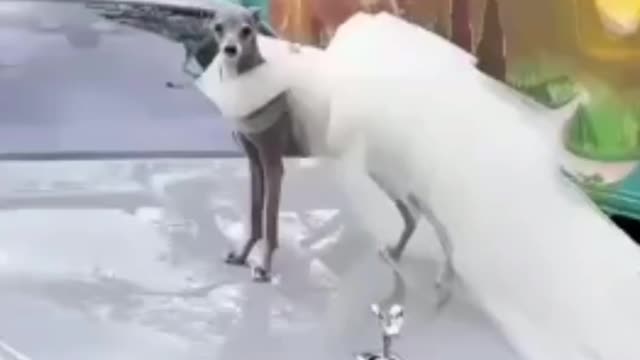 Dog wearing wedding dress