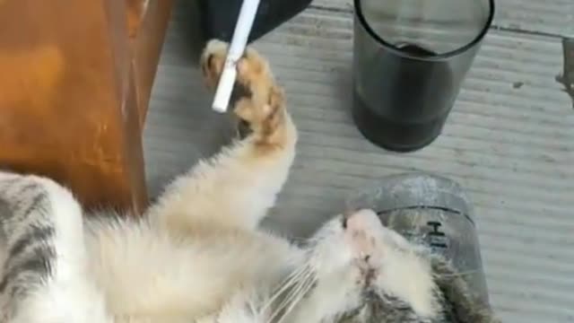 Cats ....! just relax ..
