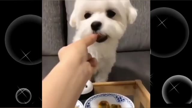 Cute puppy eats food by ringing bell only.