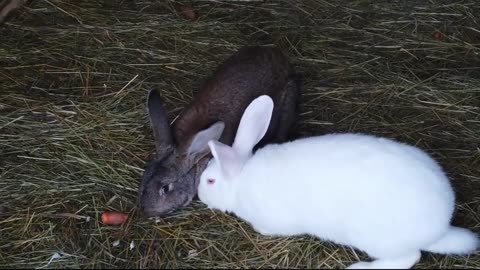 Rabbit🐇 eating grass