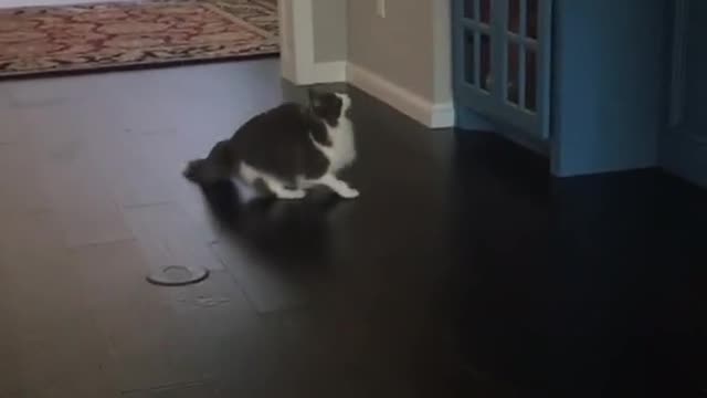 Cute and Funny Cat Videos Compilation - PART 51