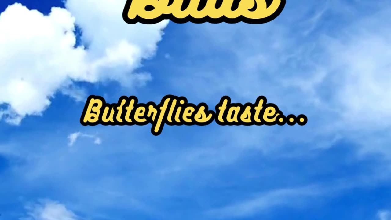 Animal Facts Butterfly Taste Buds #shorts