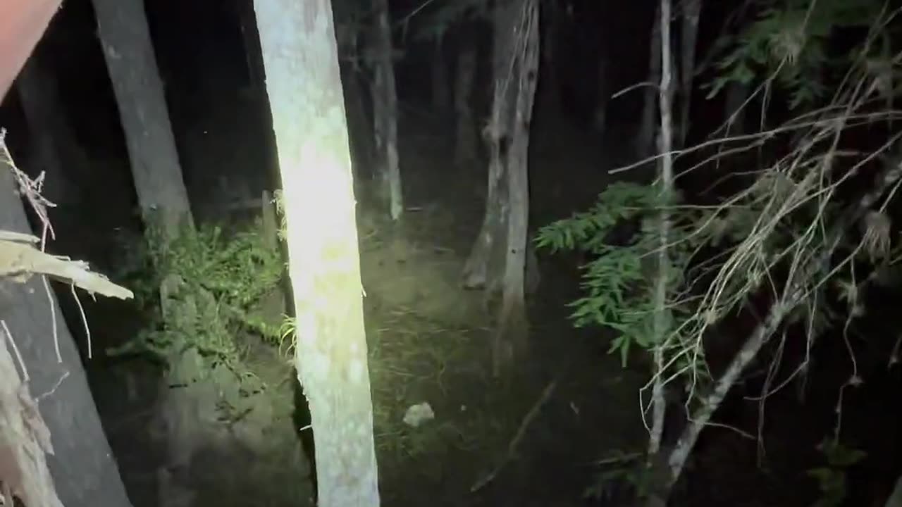 Looking for a giant python in the Florida Everglades!