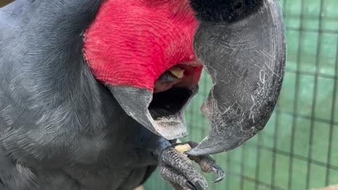 Correct way to eat as a parrot 😅🍃
