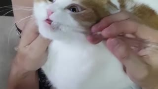 Brushing a cat's teeth