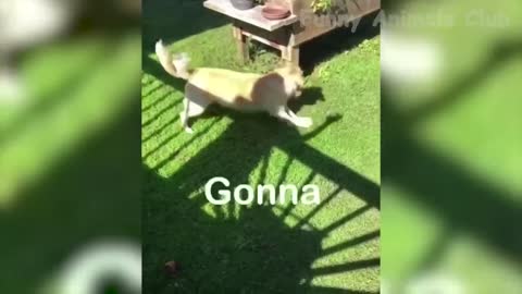 funny animal