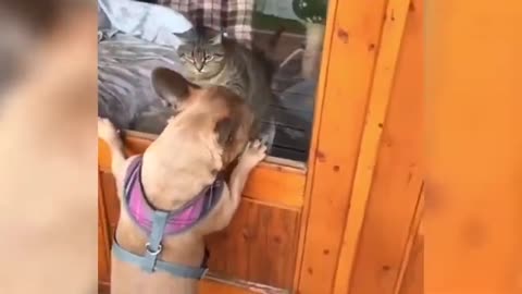 Funny video animal) try not to laugh