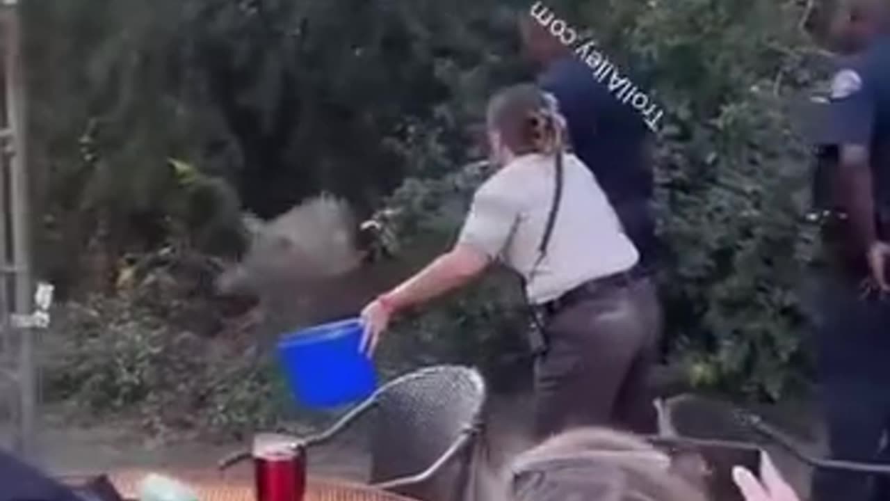 Police department try to catch a live pig