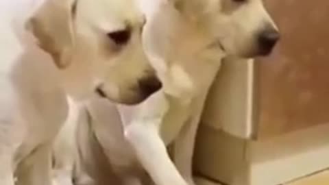 Cute Funny and Smart Dogs ♥♥♥