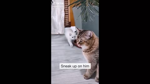 Quit short cats funny vedio