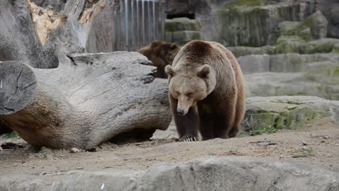 Zoo bears