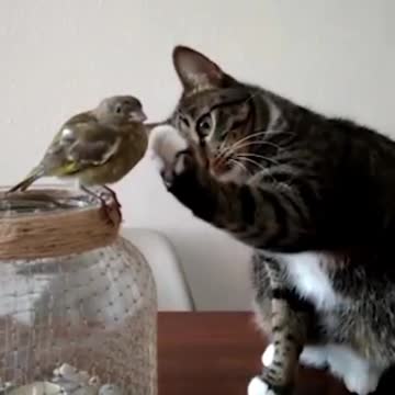 Cats 🐱🐈 🐱🐈cat🐈🐱🐱🐈🐈chat