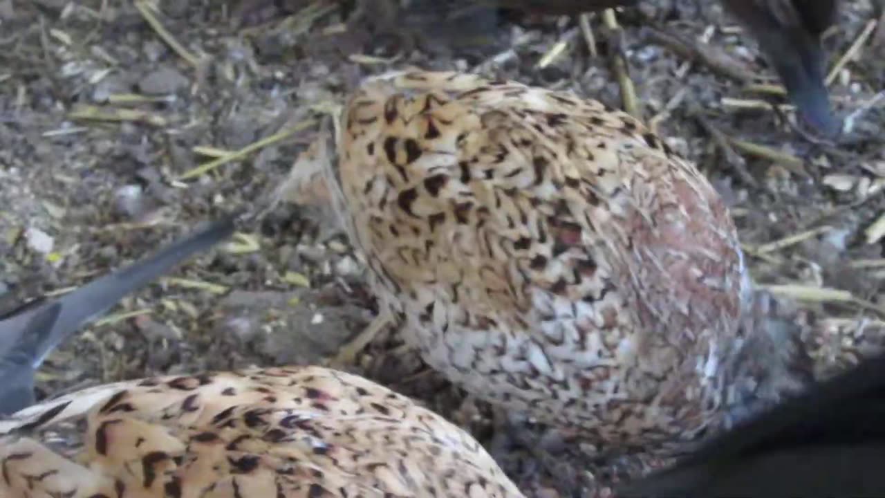 Red golden pheasant (1)