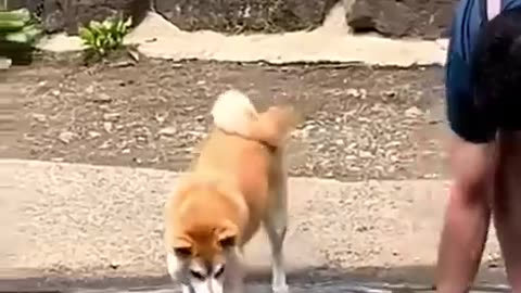 Animal video