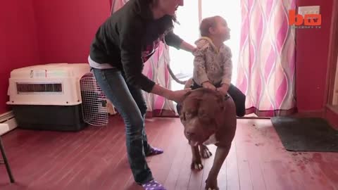 Meet 'The Hulk': The Giant 175lb Family Pit Bull | DOG DYNASTY