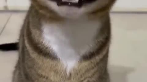 Funny animals cat video's