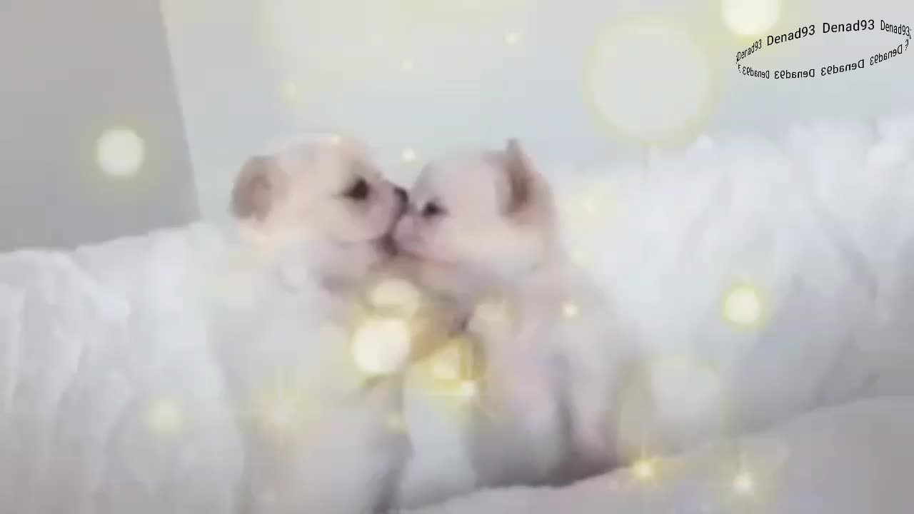 Couple goal chihuahua