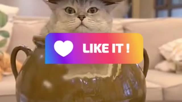 Funny cat in Bowl - Cute Cat Play - Funny Pet #shorts