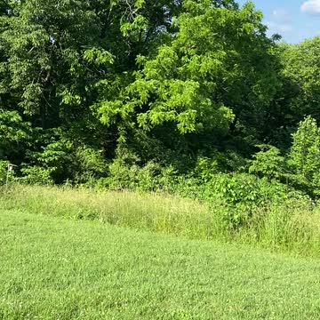 Turn it up…the cicadas are deafening!