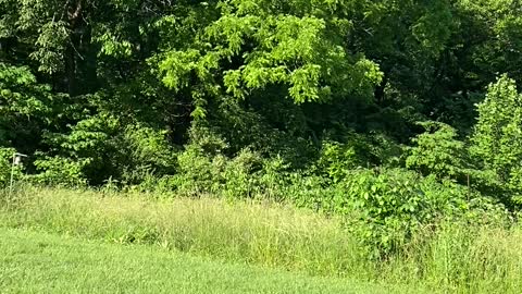 Turn it up…the cicadas are deafening!