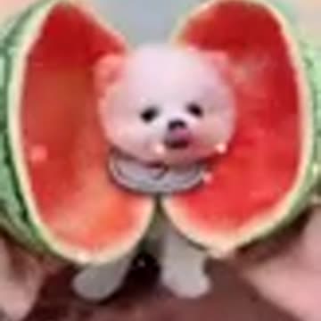 Cutest Baby Dog Video Compilation